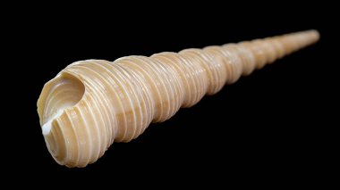 Siyah arka planda kahverengi ve bronzlaşmış çizgisel işaretli bir Turritella kabuğunun detaylı bir yakın çekimi. Kabuğun karmaşık spiralleri ve oyukları, doğal güzelliğini ve geometrik hassasiyetini gözler önüne sererek vurgulanır.