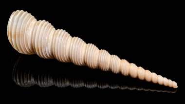 Siyah arka planda kahverengi ve bronzlaşmış çizgisel işaretli bir Turritella kabuğunun detaylı bir yakın çekimi. Kabuğun karmaşık spiralleri ve oyukları, doğal güzelliğini ve geometrik hassasiyetini gözler önüne sererek vurgulanır.