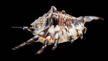 Siyah arka planda kahverengi ve bronzlaşmış doğrusal işaretli bir Lambis kaplan kabuğunun detaylı bir yakın çekimi. Kabuğun karmaşık spiralleri ve oyukları, doğal güzelliğini gözler önüne sererek vurgulanıyor.