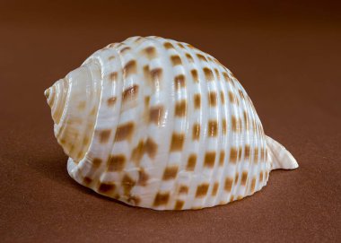 Detailed close-up of a Tonna dolium sea shell showcasing its smooth, glossy surface with brown and white patterns. Captured on a brown background, perfect for marine and coastal themes clipart