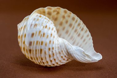 Detailed close-up of a Tonna dolium sea shell showcasing its smooth, glossy surface with brown and white patterns. Captured on a brown background, perfect for marine and coastal themes clipart