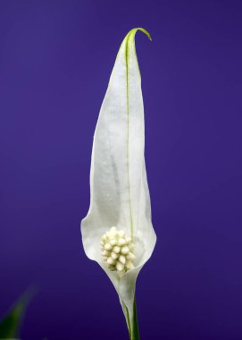 Close-up of a peace lily plant with lush green leaves and emerging white spathes, set against a rich purple background. clipart