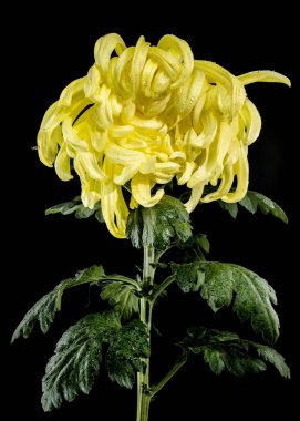 Close-up of a blooming Vienna yellow chrysanthemum flower isolated on a black background. clipart