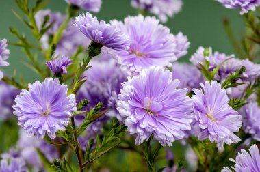 Yeşil arka planda çiçek açan Lavanta Asterlar 'ın yakın çekimi.