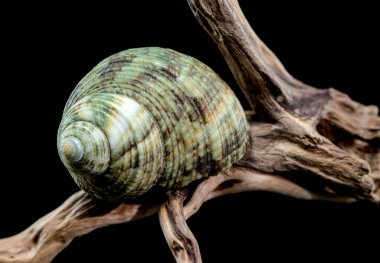 A striking Turbo cornutus snail with distinctive horn-like spikes rests on a piece of weathered driftwood. This image highlights the unique features and intricate details of this marine species clipart