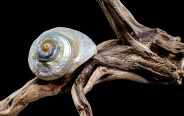 Büyüleyici bir turbo marmoratus salyangozu ve çarpıcı, yanardöner bir kabuğu olan bir salyangoz, zarafetle süzülen bir ağaç dalının üzerinde yatıyor. Bu deniz türünün canlı renkleri ve benzersiz desenleri doğal ortamda.