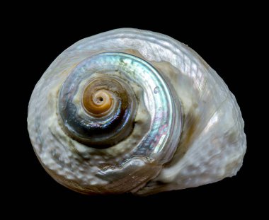 Büyüleyici bir turbo emperialis salyangozu göz kamaştırıcı bir şekilde yanardöner kabuğuyla siyah arka planda sergilenir. Bu resim bu deniz türünün canlı renklerini ve benzersiz desenlerini vurgular.