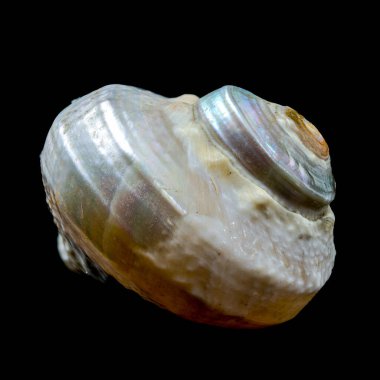 Büyüleyici bir turbo emperialis salyangozu göz kamaştırıcı bir şekilde yanardöner kabuğuyla siyah arka planda sergilenir. Bu resim bu deniz türünün canlı renklerini ve benzersiz desenlerini vurgular.