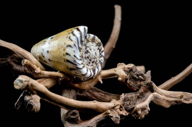 Kapalı bir Conus mustelinus kabuğunun yakın plan görüntüsü. Benzersiz benekli desenler koyu siyah bir arkaplan üzerine kurulmuş engebeli dallar üzerinde duruyor.