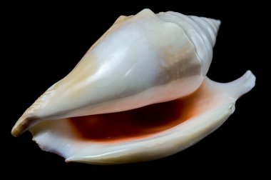 Karmaşık desenler ve çivilerle süslenmiş enerjik bir Strombus gigas deniz kabuğu siyah bir arkaplanda göze çarpıyor. Bu resim deniz yaşamının güzelliğini ve karmaşıklığını gösteriyor.