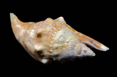 Karmaşık desenler ve çivilerle süslenmiş enerjik bir Strombus gigas deniz kabuğu siyah bir arkaplanda göze çarpıyor. Bu resim deniz yaşamının güzelliğini ve karmaşıklığını gösteriyor.