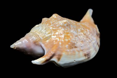 Karmaşık desenler ve çivilerle süslenmiş enerjik bir Strombus gigas deniz kabuğu siyah bir arkaplanda göze çarpıyor. Bu resim deniz yaşamının güzelliğini ve karmaşıklığını gösteriyor.