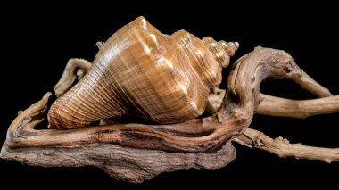 Siyahi bir zemin üzerinde uzanan pürüzsüz bir Hemifusus tuba kabuğu, pürüzsüz dokusunu ve doğal kahverengi tonlarını vurgular, doğa veya deniz teması için mükemmeldir.