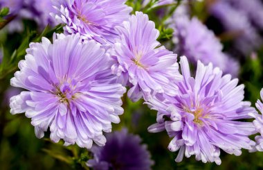 Siyah bir arka planda, çiçek açan Lavanta Asterlar 'ın yakın plan görüntüleri..