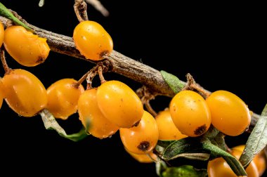 Siyah arka planda izole edilmiş bir dalda toplanmış canlı turuncu deniz karabataklarının yakın çekimi. Dut pürüzsüz yüzeyi, taze ve sulu dokularını vurgulayan küçük çiğ damlalarıyla kaplıdır..