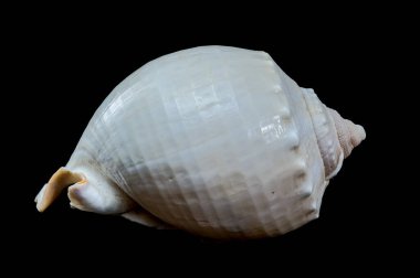 Yumuşak beyaz yüzeyi ve karmaşık spirali ile çarpıcı bir Phalium glaucum deniz kabuğu siyah arka planda sergilenir. Bu görüntü deniz yaşamının güzelliğini ve karmaşıklığını vurgular.