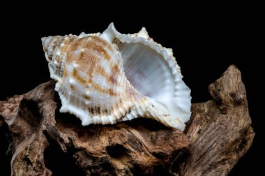 Close-up of a Bursa spinosa seashell displayed on textured driftwood against a black background, highlighting its intricate patterns and natural beauty clipart