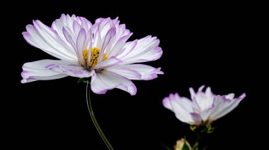 Narin beyaz kozmos çiçekleri, taçyapraklarının ucunda mor bir ipucuyla, siyah bir arkaplanda yakalanırlar. Çiçekler çiçek açmış, güzelliklerini ve zarafetlerini sergiliyorlar.