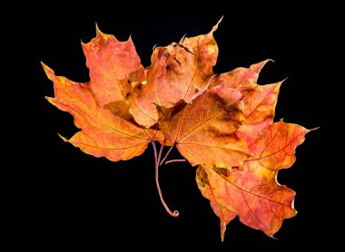 A cluster of vivid orange and red maple leaves captured against a black background, showcasing the rich textures and veins. Perfect for fall-themed projects and seasonal designs clipart