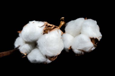 Bir dalın üzerinde iki pamuk vida yakın plan, kabarık beyaz iplikler ve kahverengi tohumlar sergilenir siyah bir arka plan karşı