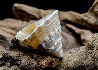 Close-up of a white and gray seashell with intricate textures, resting on a piece of driftwood. The dark background highlights the shell and wood, emphasizing their details clipart