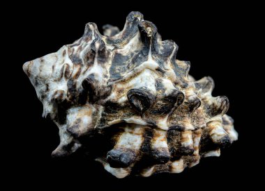 A striking Vasum turbinellus seashell with its spiny exterior and intricate details is showcased against a black background. This image highlights the unique features and beauty of this marine species clipart