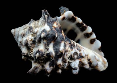 A striking Vasum turbinellus seashell with its spiny exterior and intricate details is showcased against a black background. This image highlights the unique features and beauty of this marine species clipart