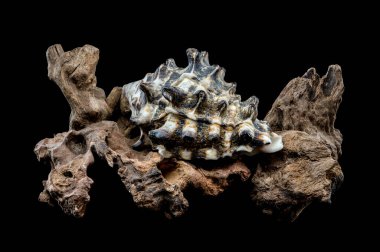 A striking Vasum turbinellus seashell with its spiny exterior rests gracefully on a piece of weathered driftwood. This image highlights the contrast between the intricate shell and the rustic wood clipart