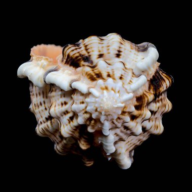 Bir Murex Haustellum kabuğunun detaylı yakın çekimi, dikenli yapısını ve benzersiz desenlerini gözler önüne seriyor, siyah bir arkaplana karşı kurulmuş. Deniz ve doğal tasarım temaları için mükemmel