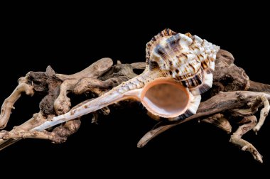 Bir Murex Haustellum kabuğunun yakın plan resmi, siyah bir arkaplan üzerine kurulmuş. Denizcilik, doğal tasarım veya dekoratif temalar için ideal