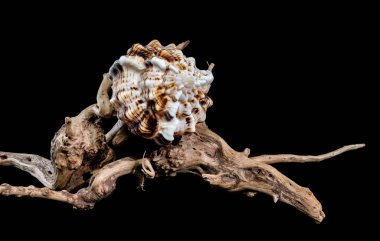 Bir Murex Haustellum kabuğunun yakın plan resmi, siyah bir arkaplan üzerine kurulmuş. Denizcilik, doğal tasarım veya dekoratif temalar için ideal