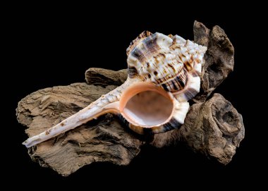 Close-up of a Murex haustellum shell resting on natural driftwood, set against a black background. Ideal for marine, natural design, or decorative themes clipart