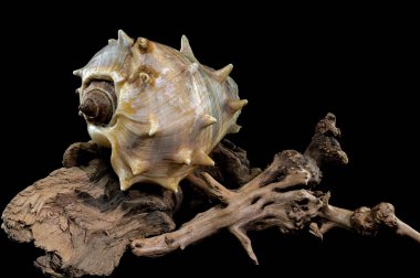 Detailed close-up of a Spiny Melongena or Melongena bispinosa sea shell resting on textured driftwood, set against a black background clipart