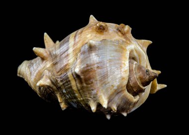 Detailed close-up of a Spiny Melongena or Melongena bispinosa sea shell showcasing its smooth, glossy surface with brown and white patterns clipart