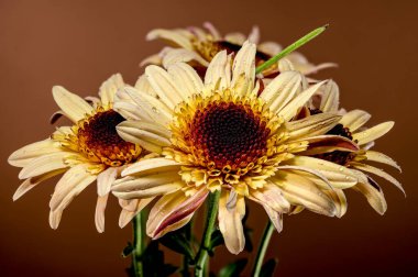 Close-up of brown Osteospermum flowers with water droplets on their petals, set against a vibrant brown background. The droplets add a fresh and delicate touch to the bright flowers clipart