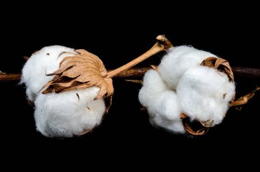 Bir dalın üzerinde iki pamuk vida yakın plan, kabarık beyaz iplikler ve kahverengi tohumlar sergilenir siyah bir arka plan karşı