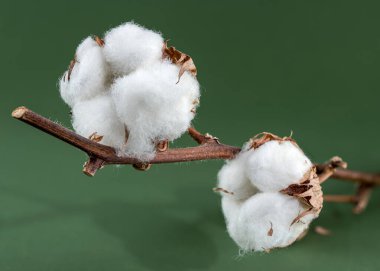 Tüylü beyaz iplikler ve kahverengi tohum kovanlarını yeşil bir arka planda sergiliyor.