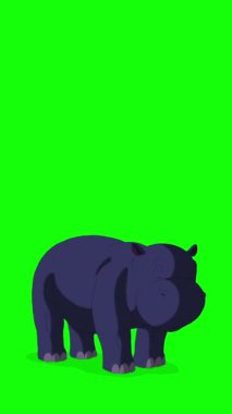 Bebek su aygırı yürüyor. Yeşil ekranda izole edilmiş el yapımı HD görüntüler. Dikey video