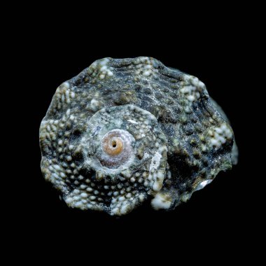 Bir Tegula funebralis salyangoz kabuğunun yakın plan görüntüsü siyah arkaplana ayarlı