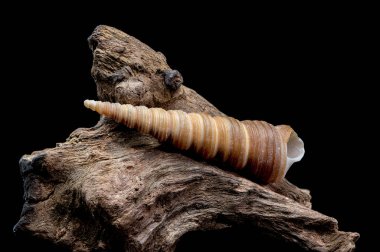 Kapalı bir Turritella kabuğu, sarmal bir yapıya sahip, siyah bir arkaplanda izole bir şekilde sürüklenen bir dalda duruyor. Doğal çıkıntıları ve detayları vurgular