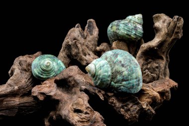 Çarpıcı bir Turbo Cornutus salyangozunun kendine özgü boynuz benzeri dikenleri, yıpranmış bir odun parçasının üzerinde duruyor. Bu resim, bu deniz türünün eşsiz özelliklerini ve karmaşık detaylarını vurgular.