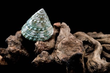 Close-up of a Green Tectus pyramis shell on rugged driftwood,  set against a black background clipart