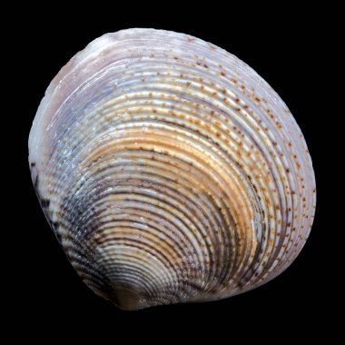 Güzel desenli, sıradan bir deniz kabuğunun yakın çekimi