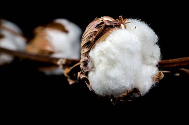 Bir dalın üzerinde iki pamuk vida yakın plan, kabarık beyaz iplikler ve kahverengi tohumlar sergilenir siyah bir arka plan karşı