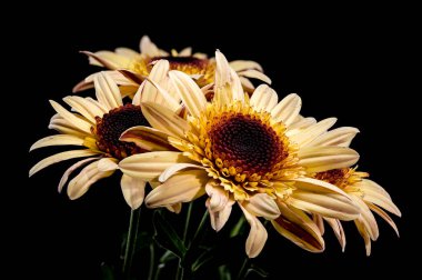 Yapraklarının üzerinde su damlacıkları olan kahverengi Osteospermum çiçeklerine yakın plan, siyah arka plan üzerine kurulmuş. Damlacıklar parlak çiçeklere taze ve narin bir dokunuş ekler.