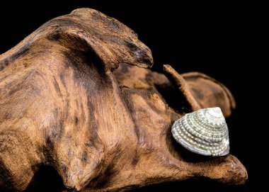 Macro photograph of a small spiral shell with intricate patterns resting on textured tree bark, set against a dark background for contrast clipart