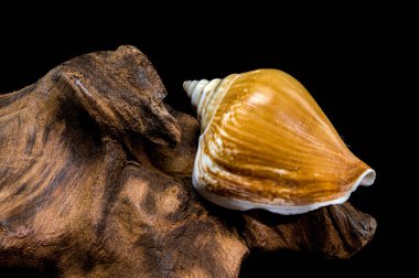 Bir Laevistrombus kanarya kabuğunun yakın plan, dokulu bir sürüklenen ahşap yüzey üzerinde dinleniyor, karmaşık detaylarla yakalandı ve siyah bir arkaplana karşı ayarlandı