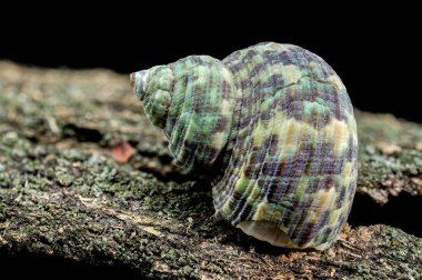 A striking Turbo cornutus snail with distinctive horn-like spikes rests on a piece of weathered driftwood. clipart