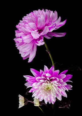 Siyah arka planda çeşitli taç yaprakları olan zarif pembe ve beyaz kasımpatı çiçekleri. Çarpıcı bir çiçek güzelliği ve kontrastı