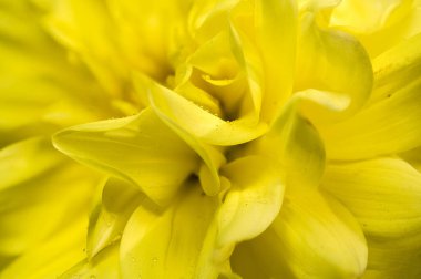 Parlak sarı bir yıldız çiçeğinin yakın plan görüntüsü. Karmaşık taç yapraklarını ve ince çiğ damlacıklarıyla hassas dokusunu sergiliyor. Doğanın güzelliğinin canlı özünü yakalıyor.